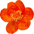 Pomegranate blossom